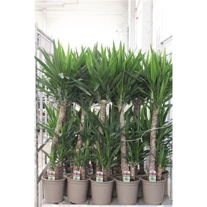 Yucca 90-45-20 Cm