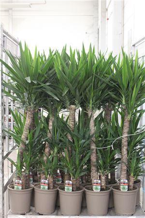 <h4>Yucca 90-45-20 Cm</h4>