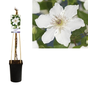 Clematis 'Destiny' +light label