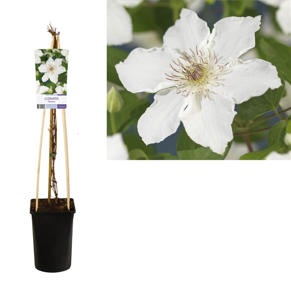 <h4>Clematis 'Destiny' +light label</h4>