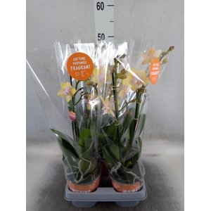 Phalaenopsis  'Bolgheri Lemon'