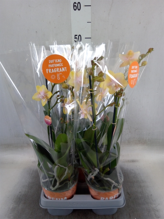 <h4>Phalaenopsis  'Bolgheri Lemon'</h4>