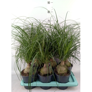 Beaucarnea recurvata