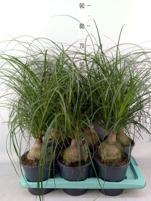 <h4>Beaucarnea recurvata</h4>