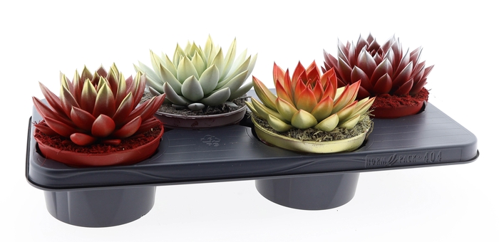 <h4>2 colors kerstmix</h4>