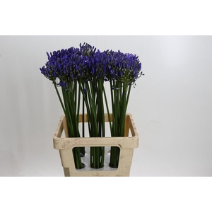 Agapanthus Uri