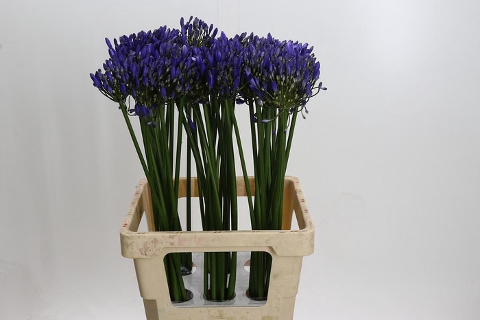 Agapanthus Uri