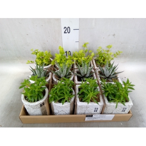 Arr.   Kamerplant Groen L%