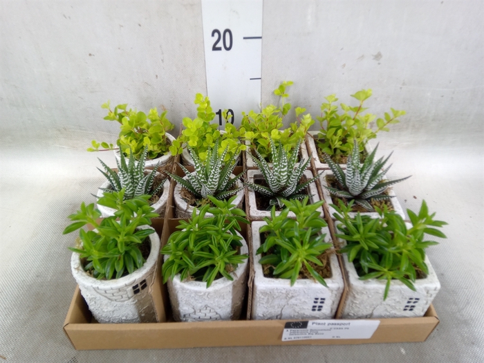 <h4>Arr.   Kamerplant Groen L%</h4>