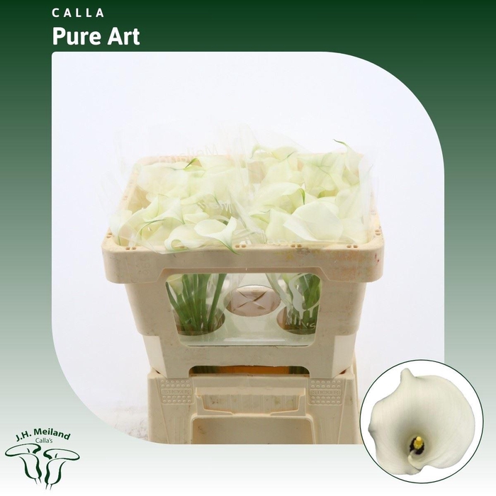 <h4>Calla Pure Art</h4>