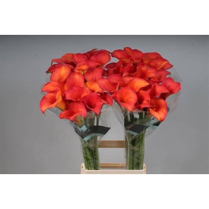 Calla Callista Kallaland