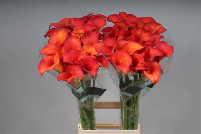 <h4>Calla Callista Kallaland</h4>