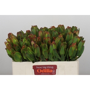 LEUCAD LAUREL YELLOW