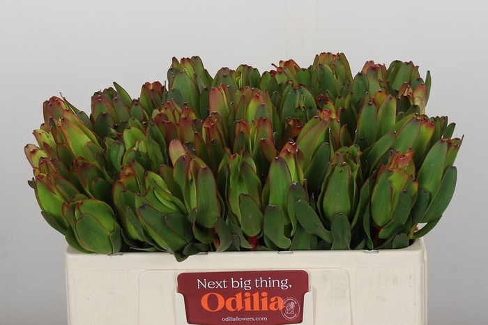 <h4>LEUCAD LAUREL YELLOW</h4>