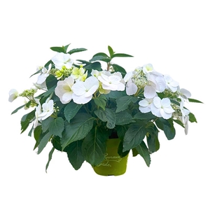 HYDRANGEA HYBRID p13 Runaway Bride