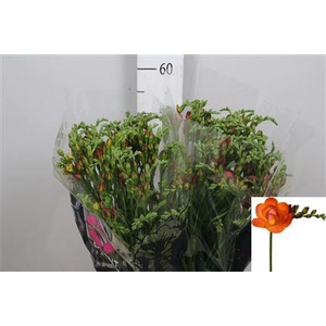 Fr Du Mandarine