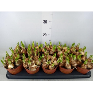 Narcissus  'Tete a tete'