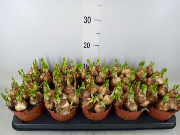 <h4>Narcissus  'Tete a tete'</h4>