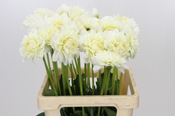 <h4>Dahlia Albaia</h4>
