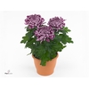CHRYS COSMO PURPLE