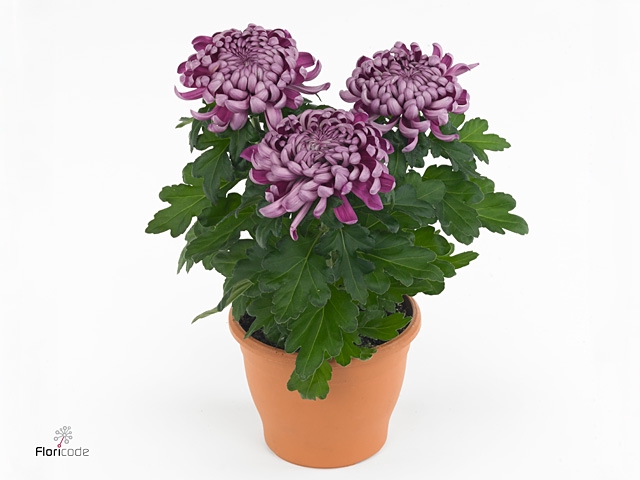 CHRYS COSMO PURPLE