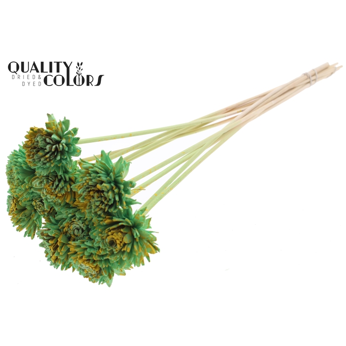<h4>Shola Zinia 6cm on stem Splashed Mint/Yellow</h4>