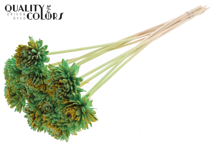Shola Zinia 6cm on stem Splashed Mint/Yellow