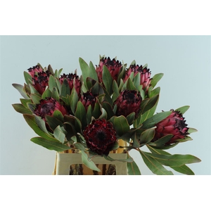 Protea Ruby Princess