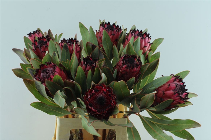 <h4>Protea Ruby Princess</h4>