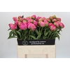 Paeonia Jacorma