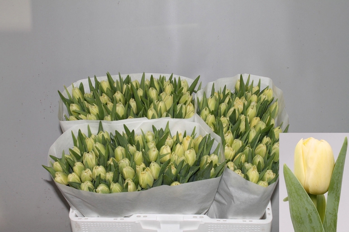 <h4>TU DU VERONA</h4>