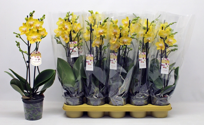 <h4>PHAL OV GEEL</h4>