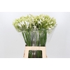Agapanthus White Heaven