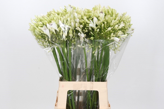 <h4>Agapanthus White Heaven</h4>