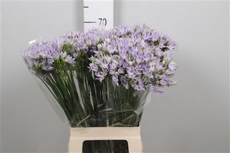 <h4>Trit Violet Queen</h4>