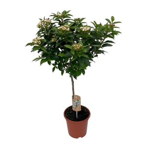Viburnum Tinus op stam