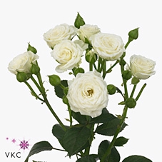 Rosa spray white lady