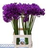 ALLIUM PURPLE SENS