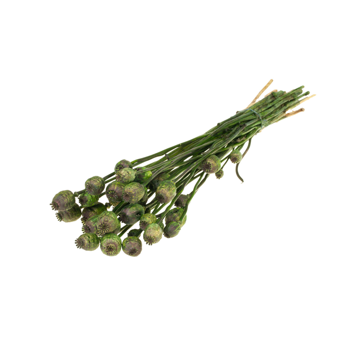 <h4>Papaver Moss Green</h4>