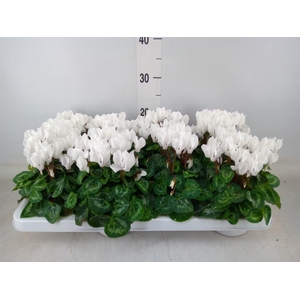 Cyclamen KL 'Compact'
