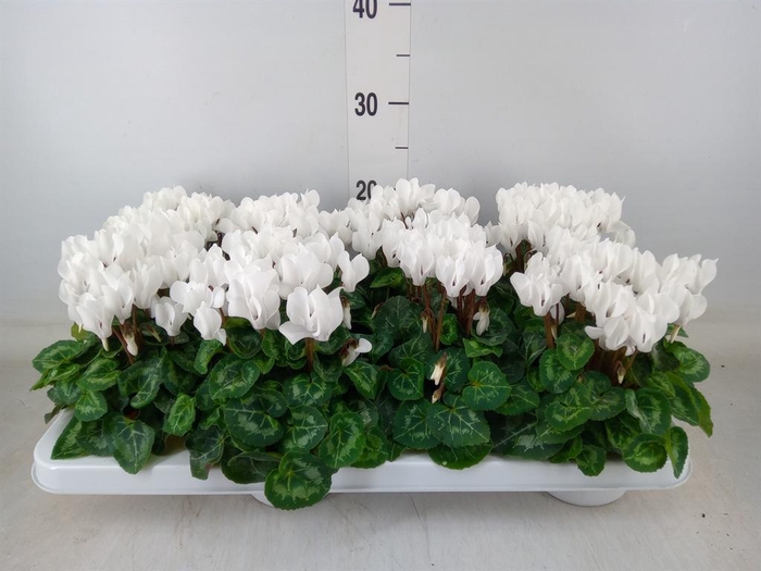 <h4>Cyclamen KL 'Compact'</h4>