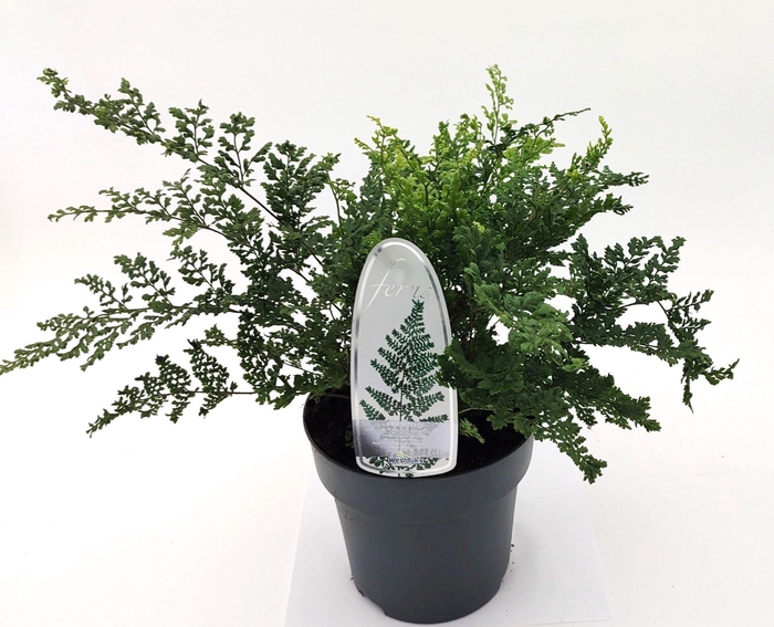 <h4>Varens gemengd</h4>