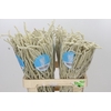 Amaranthus Yearming Desert