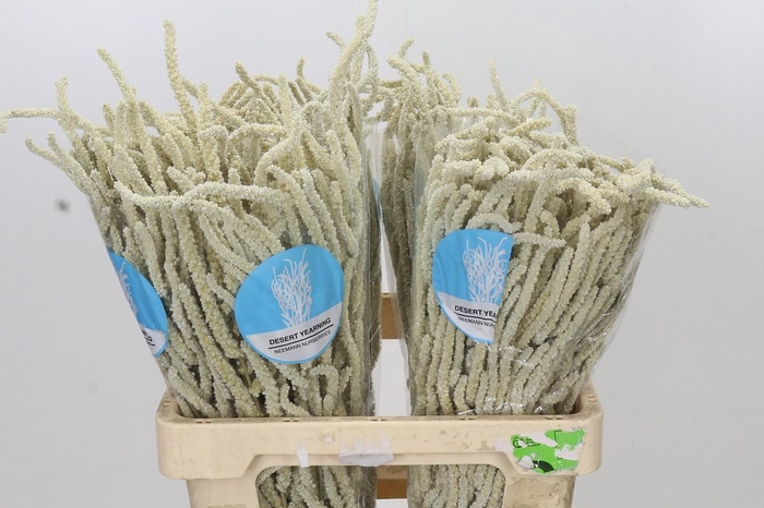 <h4>Amaranthus Yearming Desert</h4>