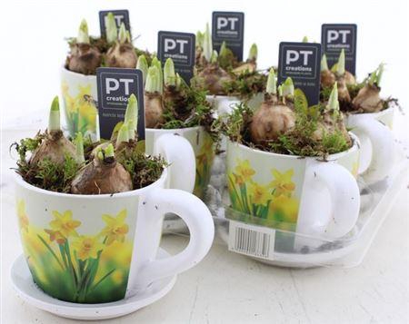 <h4>Arr N Tete A Tete In Cups</h4>