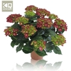 Hydrangea Macrophylla rood Hi Fire Rood 9-10 kop, beperkt leverbaar