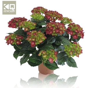 Hydrangea Macrophylla rood Hi Fire Rood 9-10 kop, beperkt leverbaar