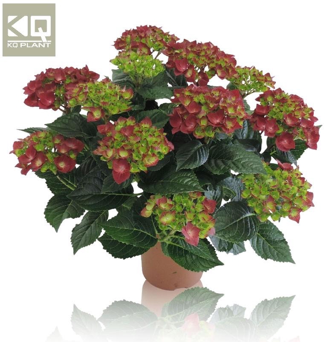 <h4>Hydrangea Macrophylla rood Hi Fire Rood 9-10 kop, beperkt leverbaar</h4>
