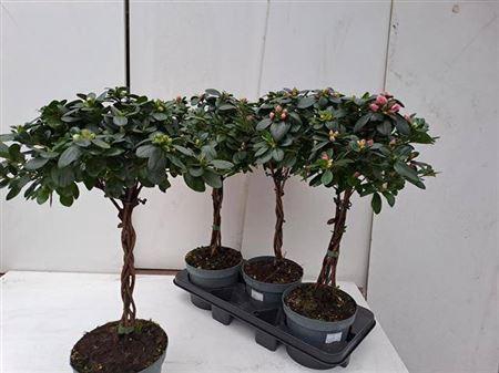 <h4>Rhodo Si Ov Twister Stam</h4>