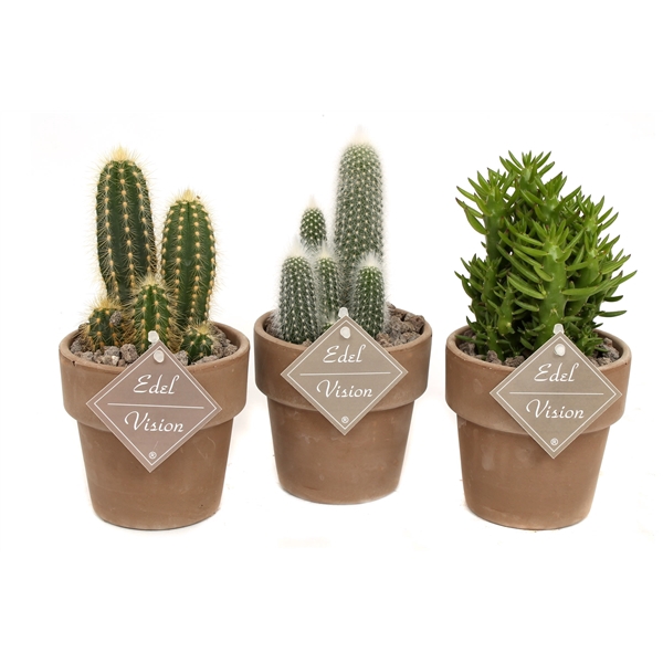 <h4>Cactus mix in bruine bloempot met lava en etiket</h4>